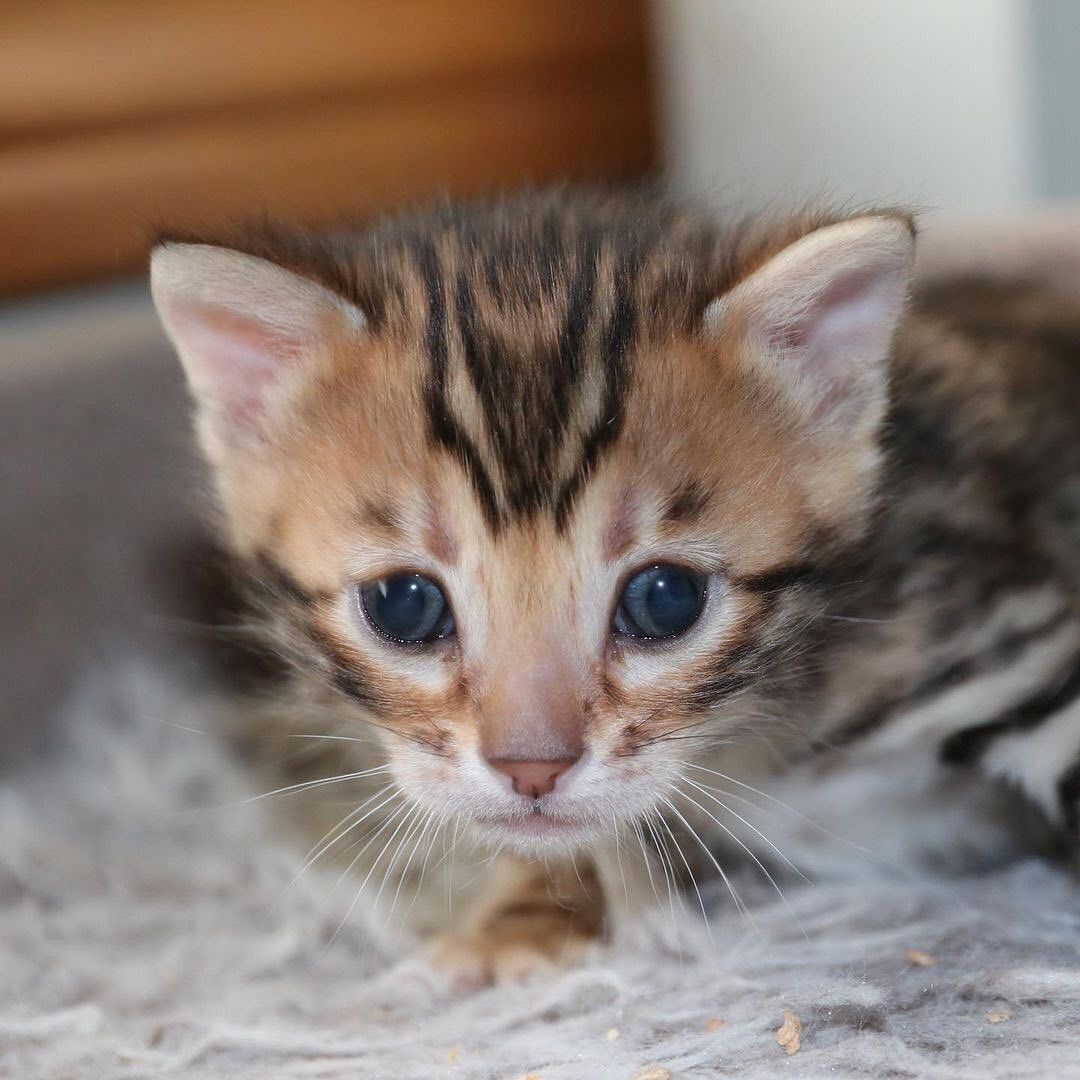 Bengalkitten zu verkaufen!!!