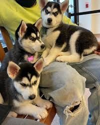 Reinrassige Siberian Husky Welpen