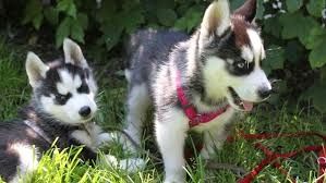 Reinrassige Siberian Husky Welpen