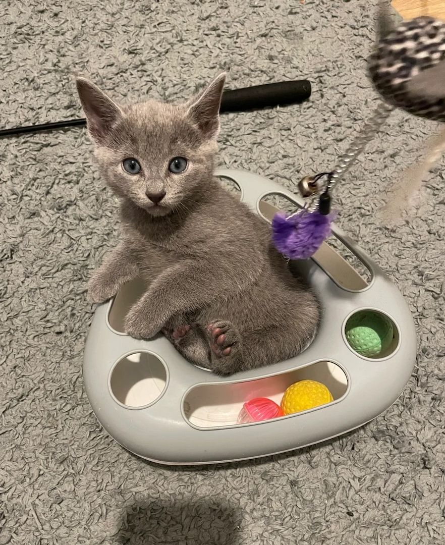 Russisch Blau Kätzchen