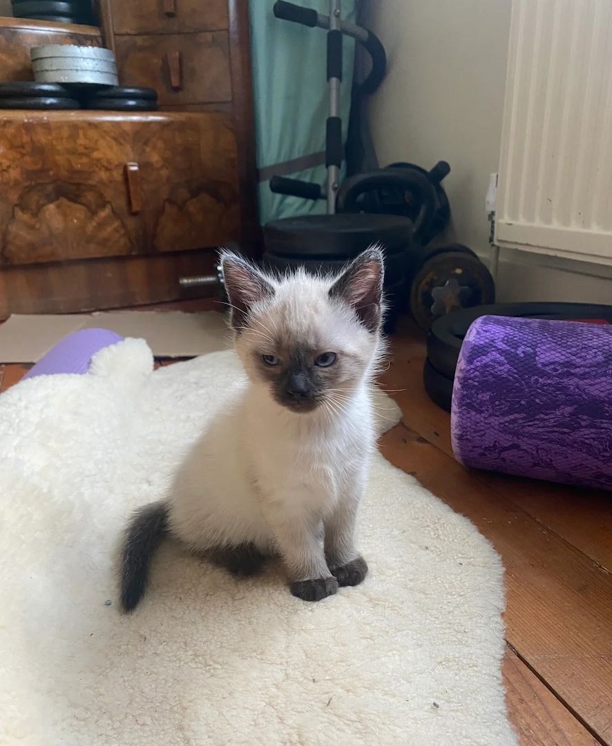 männliches und ein weibliches Birma-Kätzchen