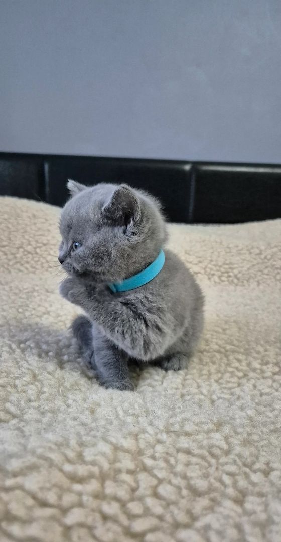 Britisch Kurzhaar Kätzchen