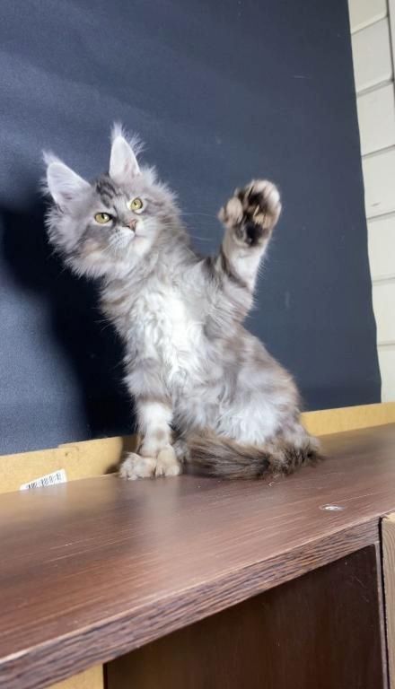 Maine-Coon-Kätzchen