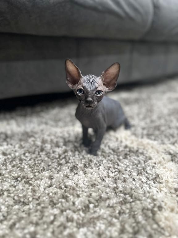 Sphynx-Kätzchen