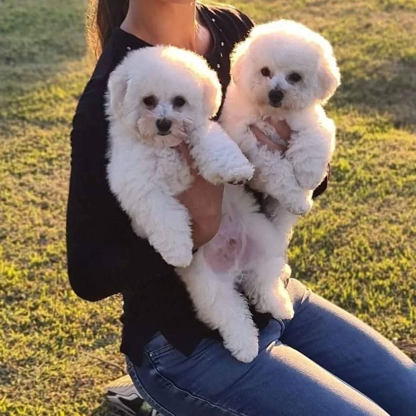 Reinrassige Bichon Frise Welpen