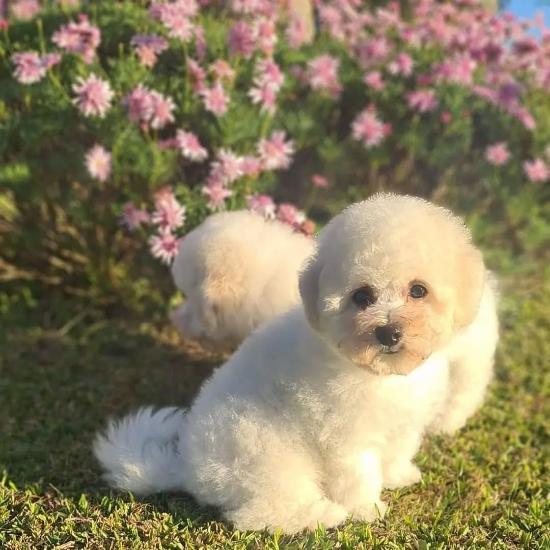 Reinrassige Bichon Frise Welpen