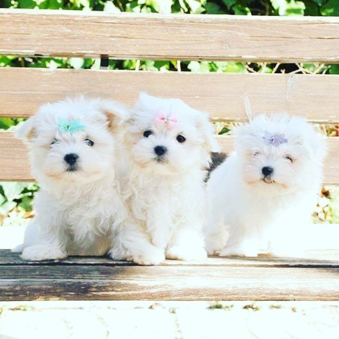 Malteser Bichon Frise Welpen