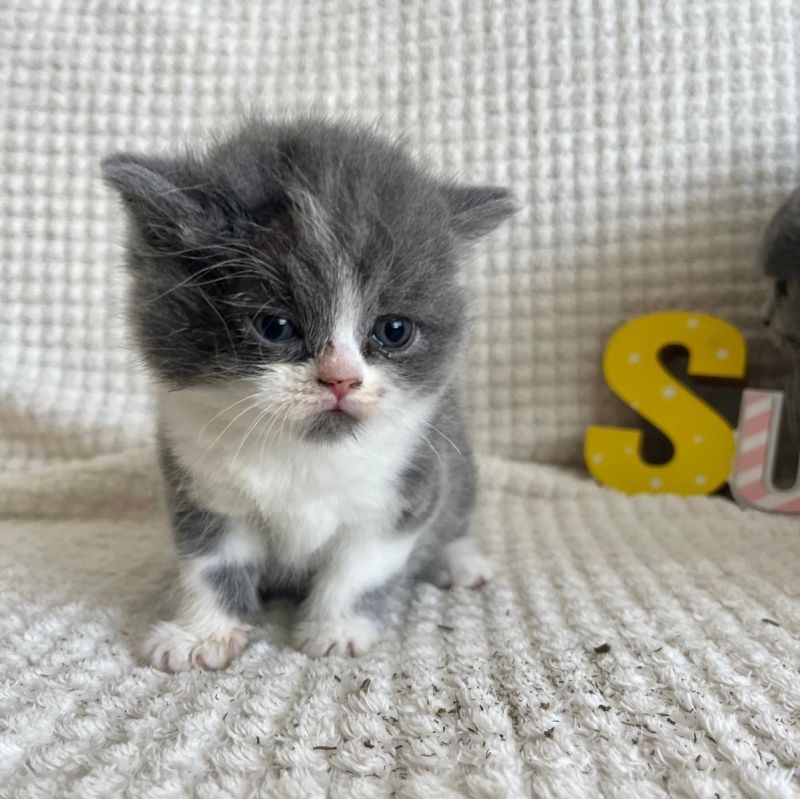 Ein BLH Männchen sucht sofort ein neues Zuhause .