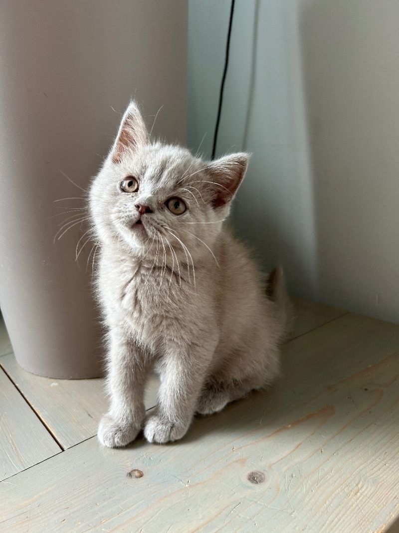 Ein BLH Männchen sucht sofort ein neues Zuhause .