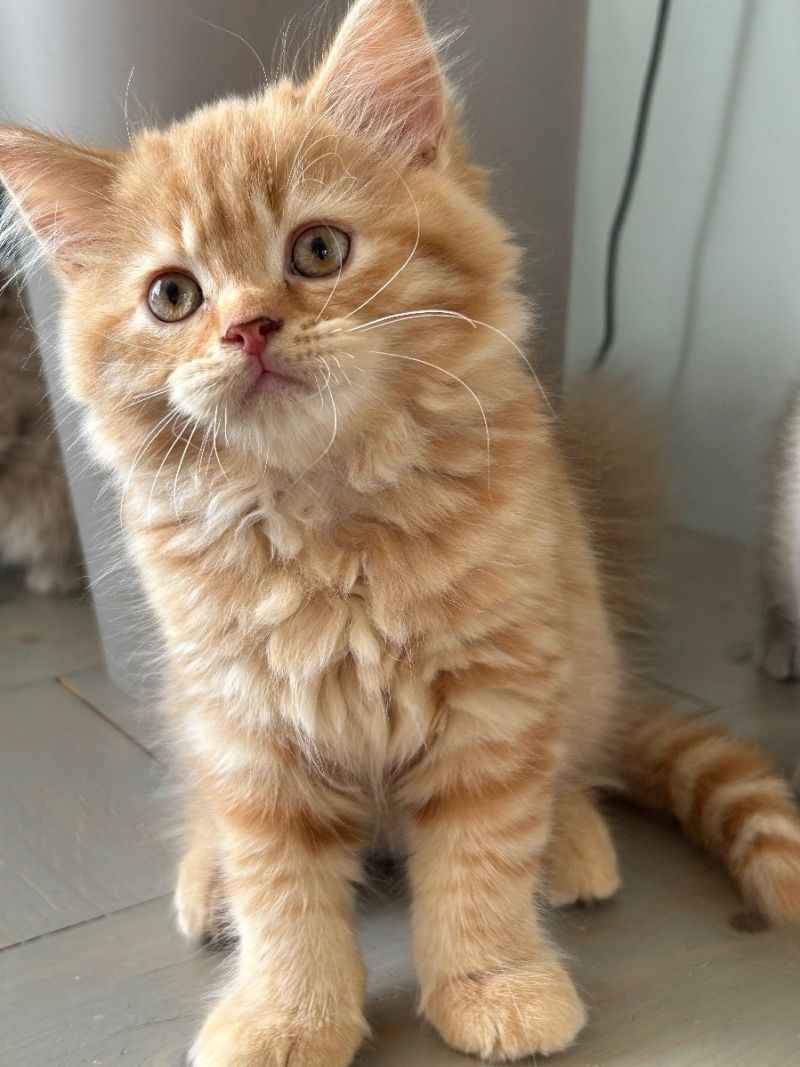 Ein BLH Männchen sucht sofort ein neues Zuhause .