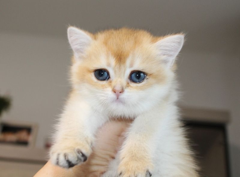 Reinrassige golden shell Kitten