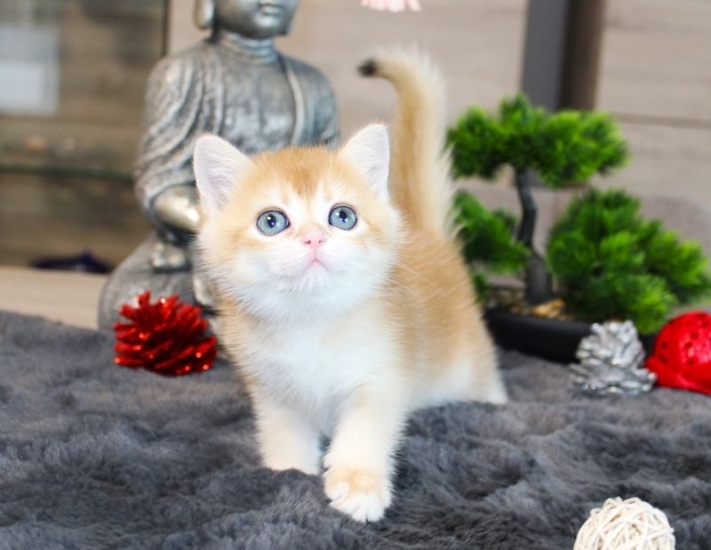 Reinrassige golden shell Kitten