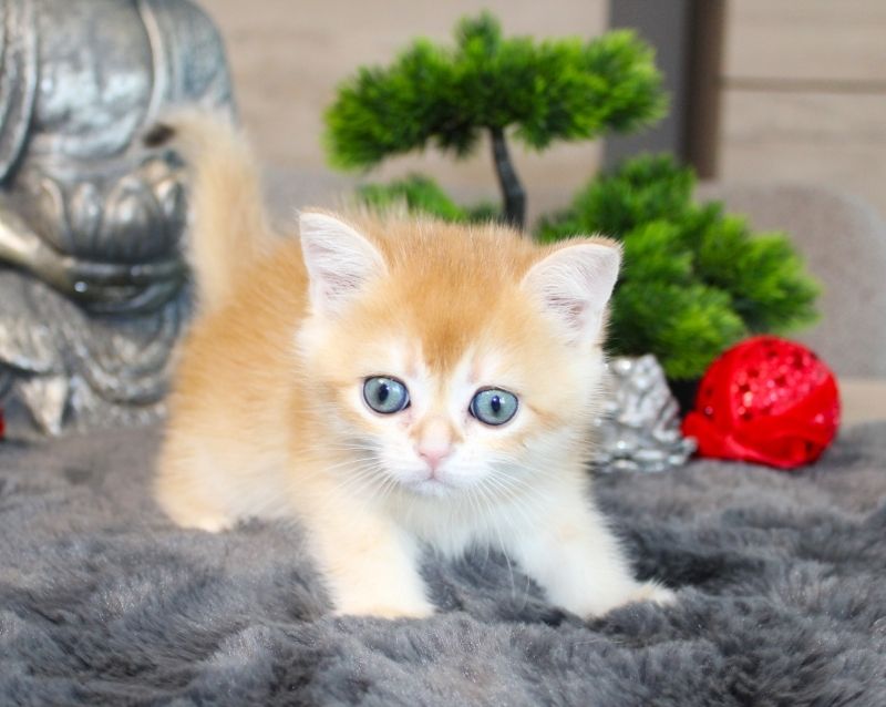 Reinrassige golden shell Kitten