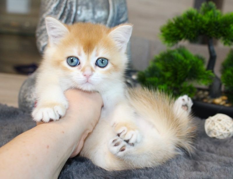 Reinrassige golden shell Kitten