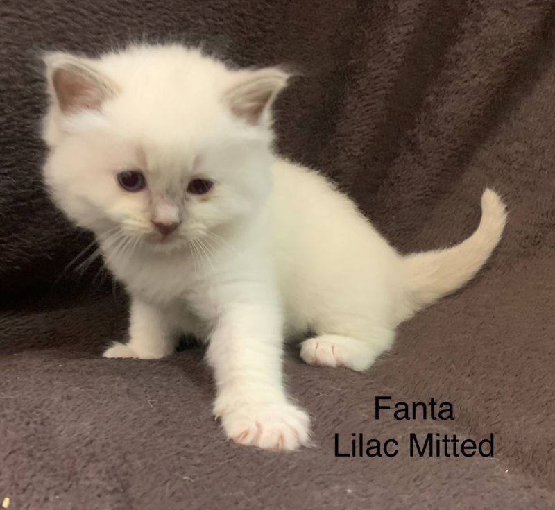 BKH Weibchen zu verkaufen