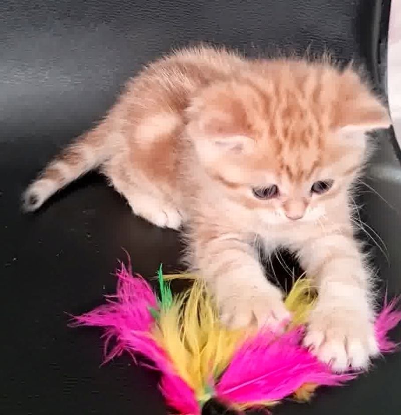 Persermix-Katzenbabys