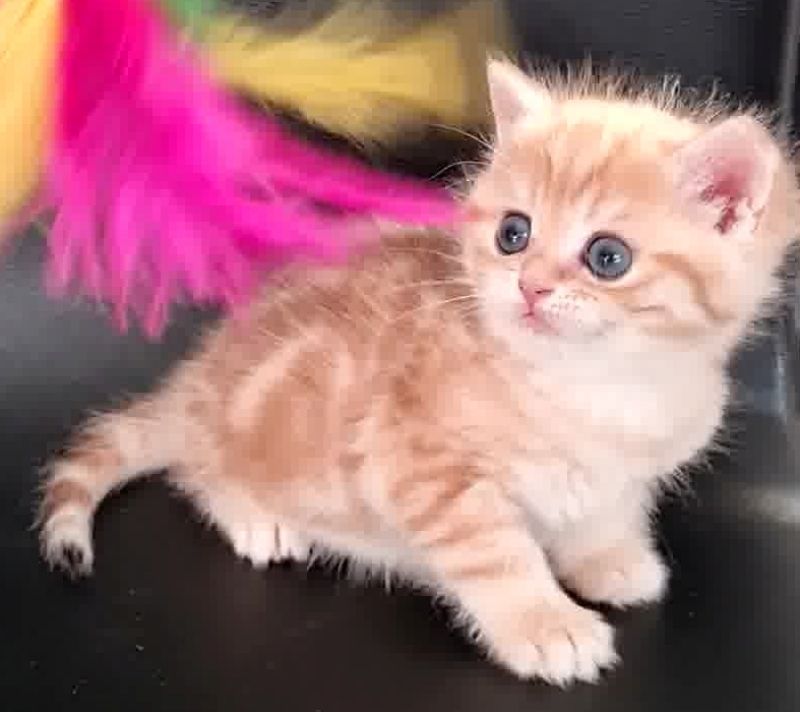 Persermix-Katzenbabys