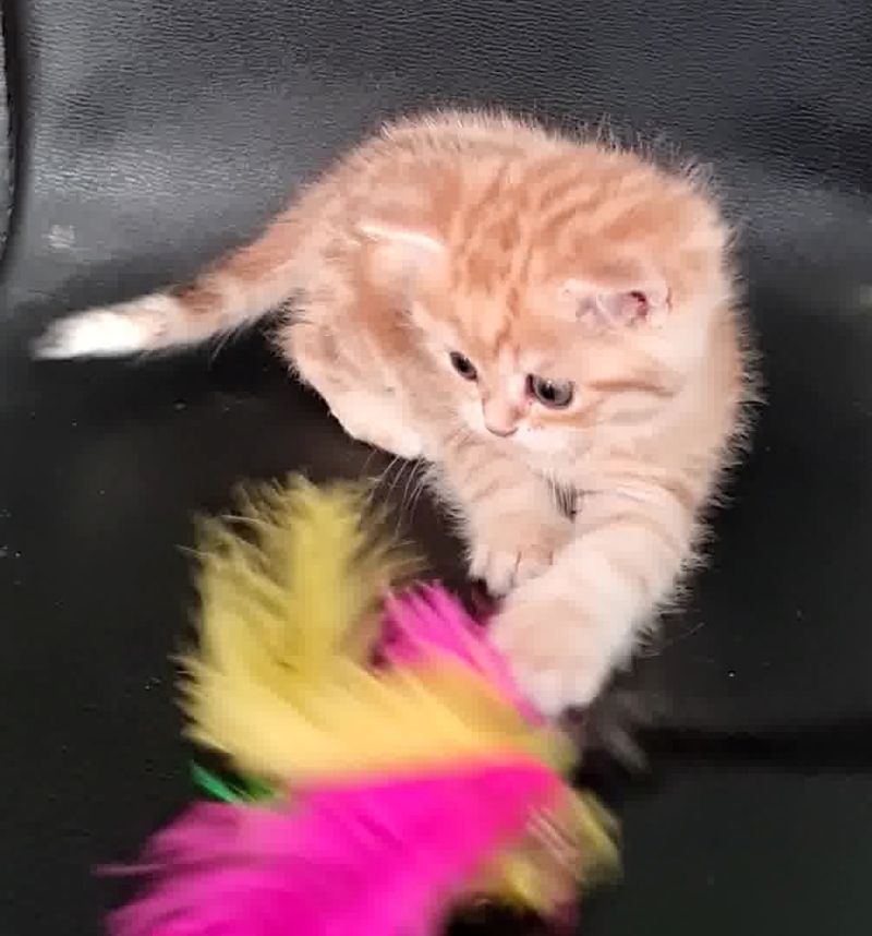 Persermix-Katzenbabys