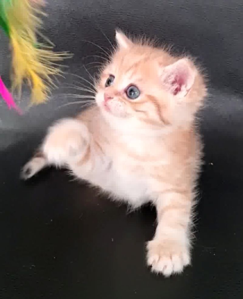 Persermix-Katzenbabys