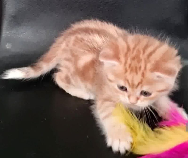 Persermix-Katzenbabys