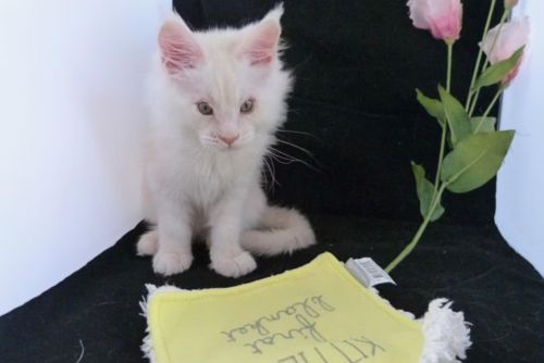 Maine Coon süße kitten