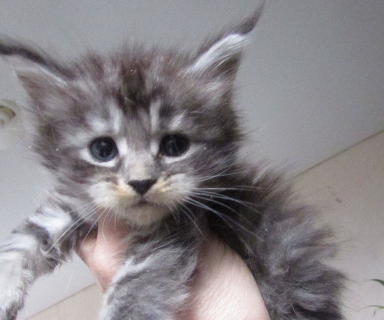 Maine Coon süße kitten