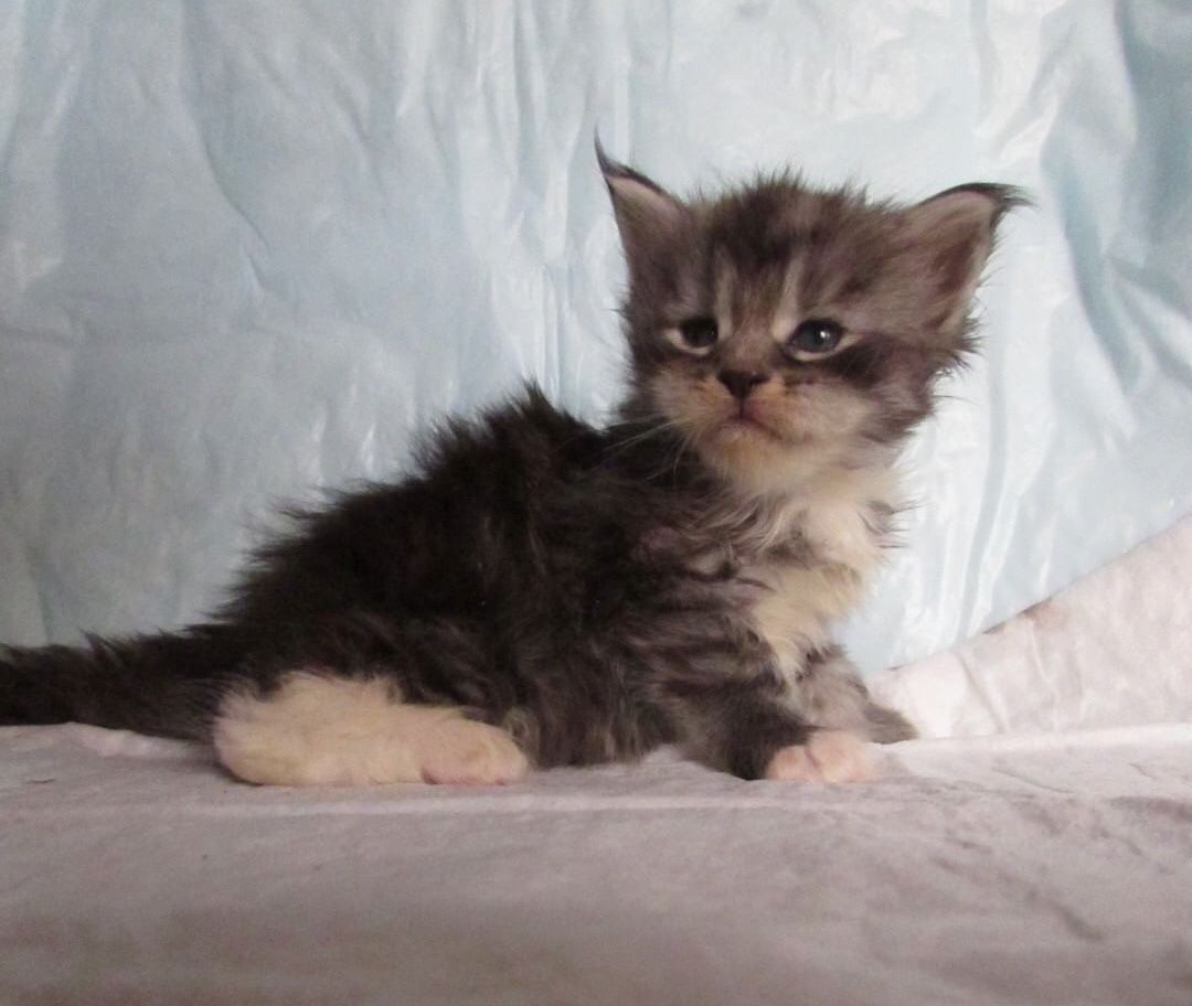 Maine Coon süße kitten