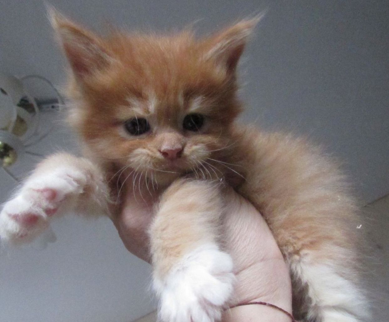Maine Coon süße kitten
