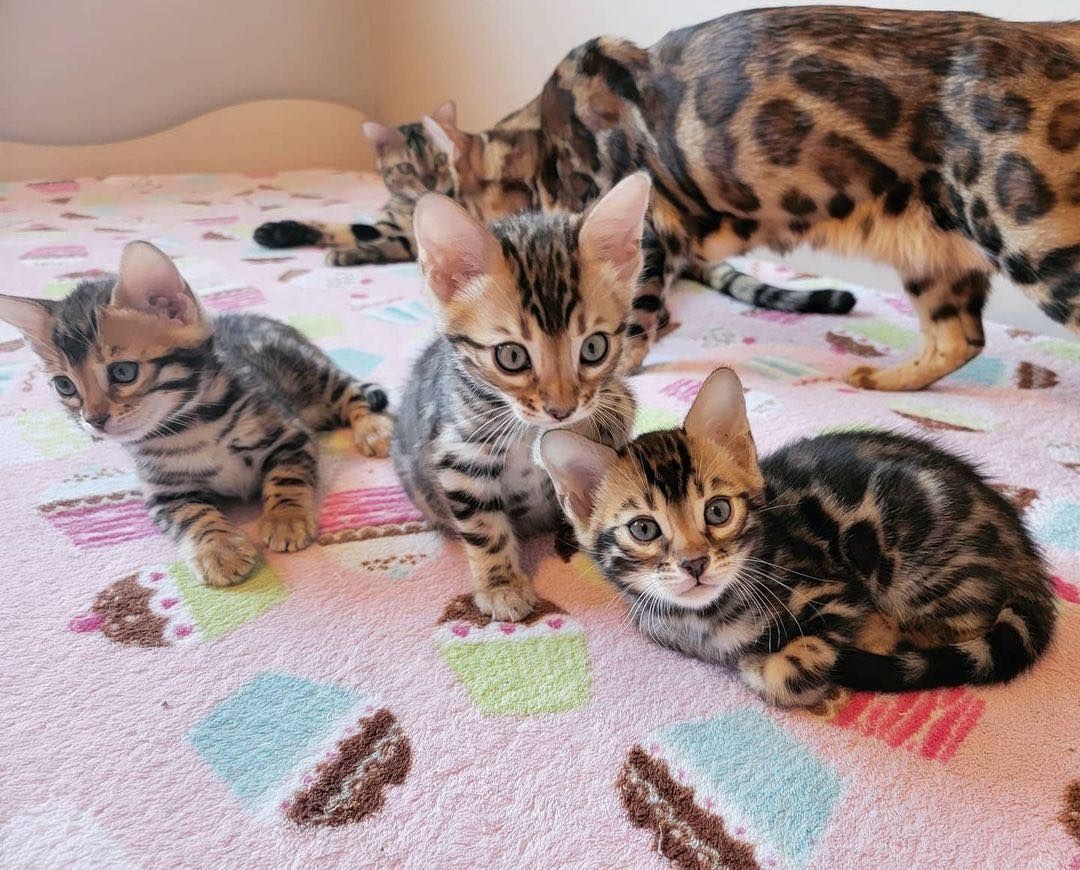 Zauberhafte Bengal Babys suchen ein neues Zuhause inkl. Snow Bengal