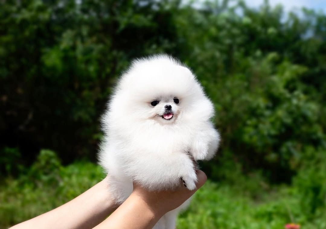 MINI Zwergspitz Pomeranian Welpen
