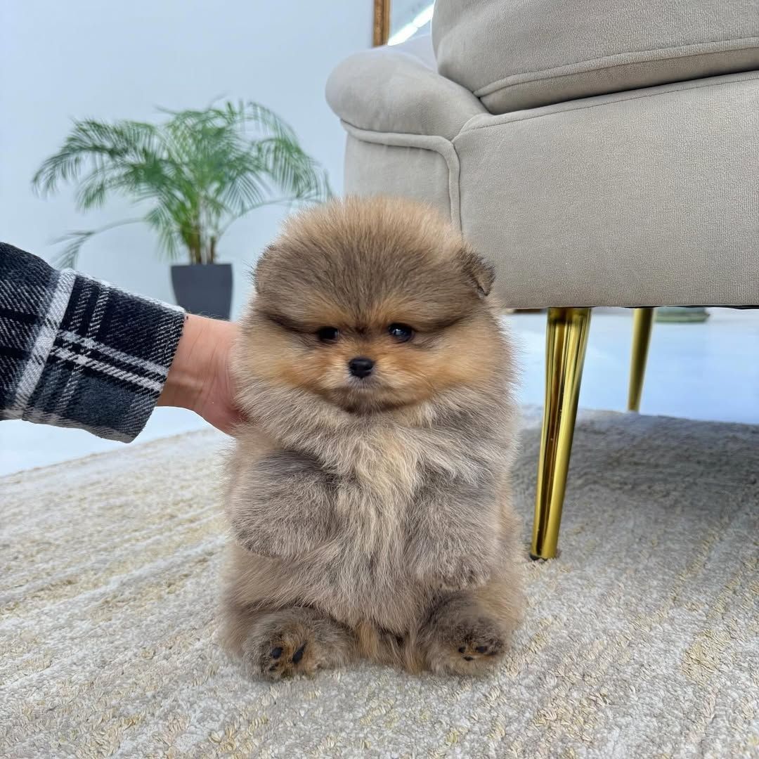 Pomeranian Welpen