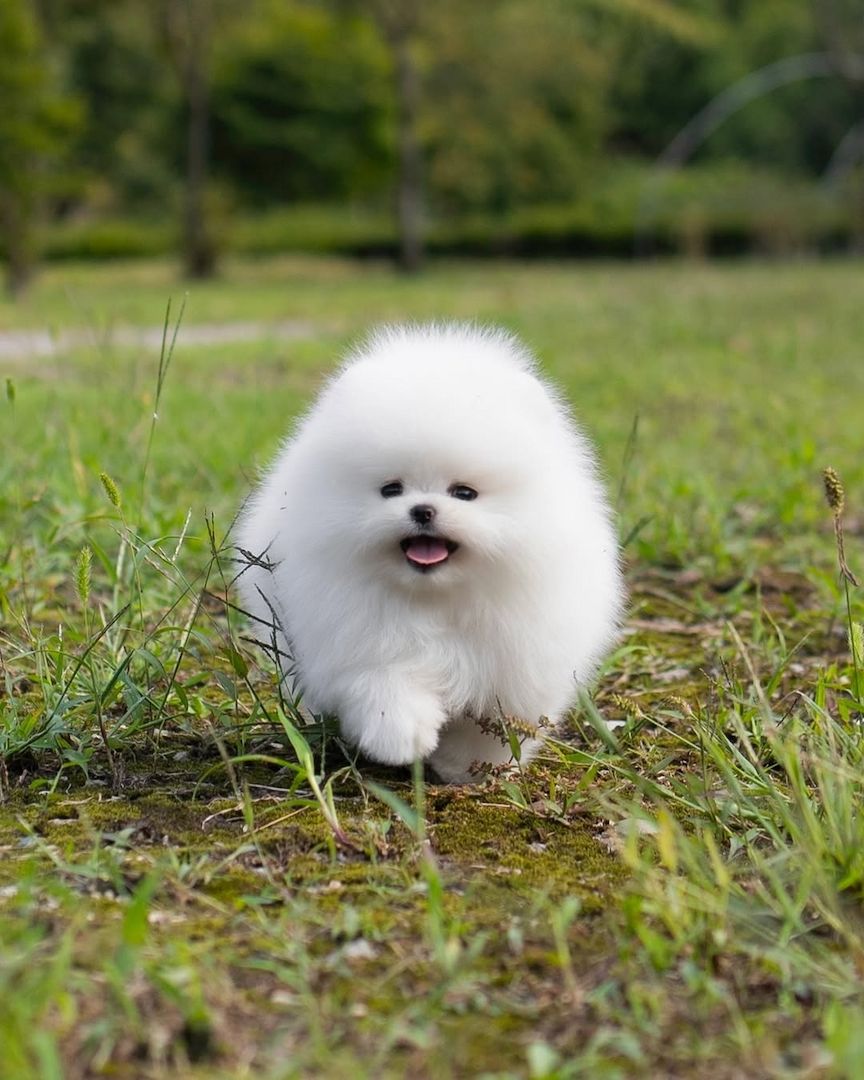 Pomeranian-Welpen