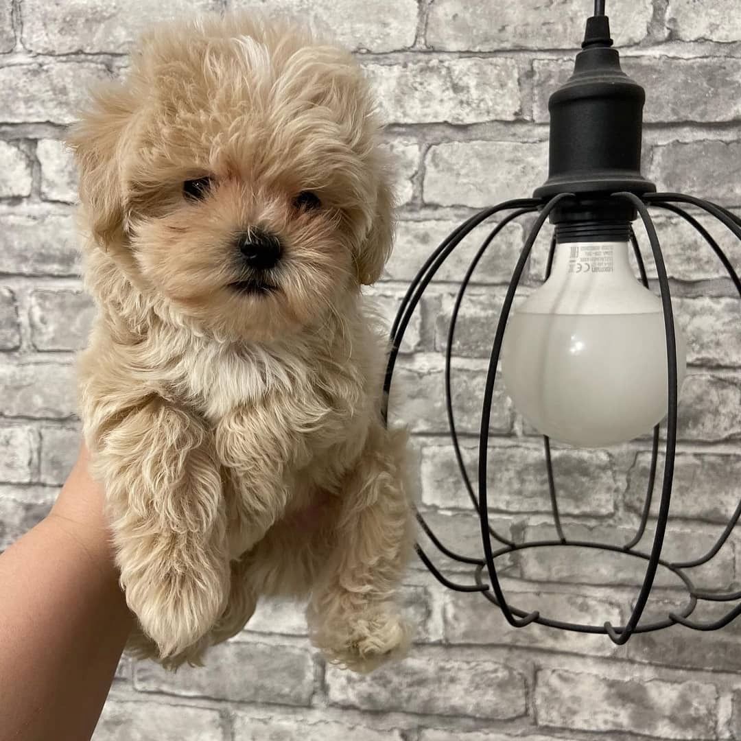 Maltipoo Welpen