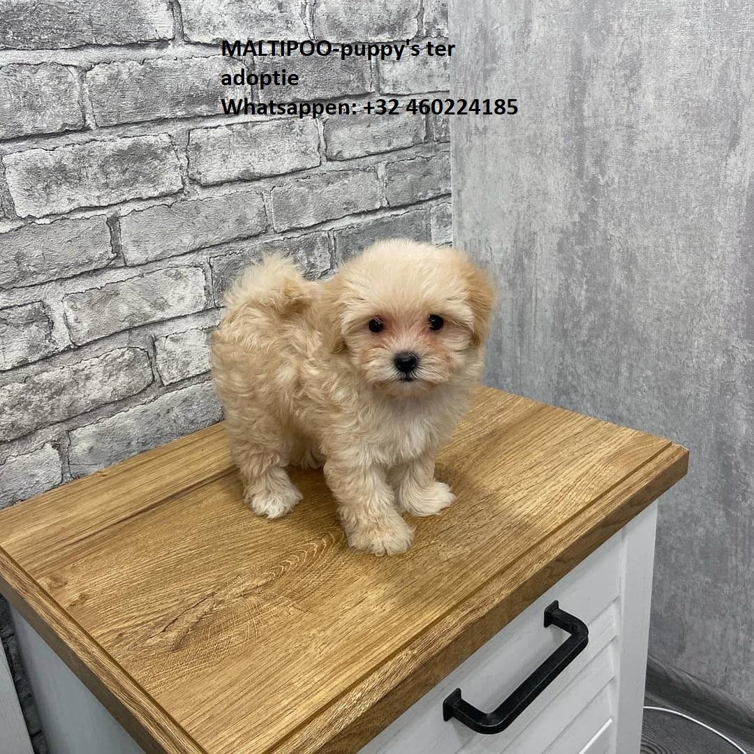 Maltipoo Welpen