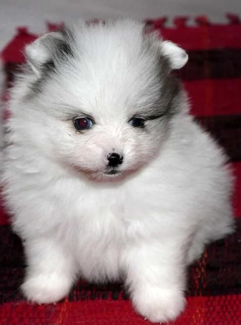 Pomeranian Zwergspitz Welpen