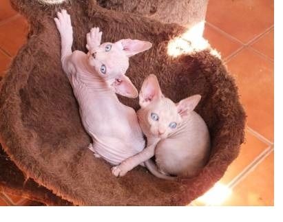 Schöne Sphynx-Kätzchen.