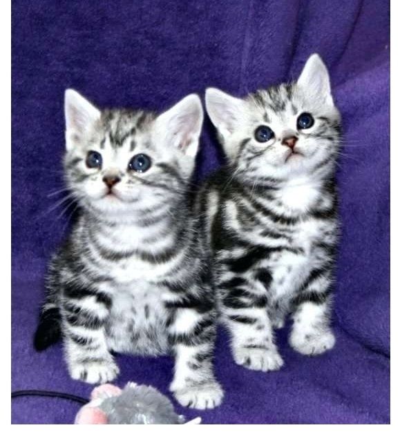 BKH Britisch Kurzhaar Katzen mit Stammbaum!!