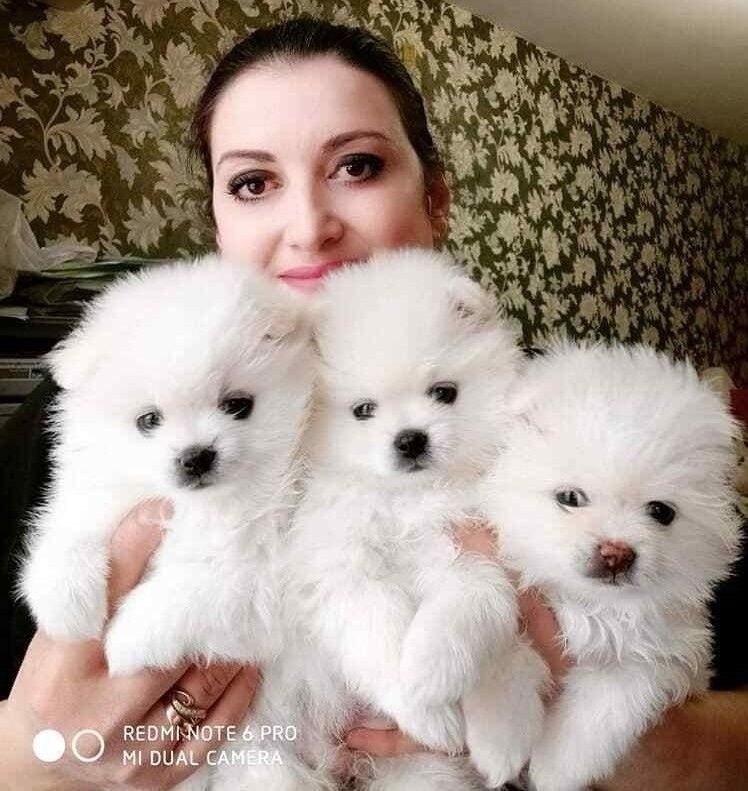 POMERANIAN ZWERGSPITZ