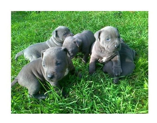 American Blue-Line Pit Bull Terrier Welpen .,