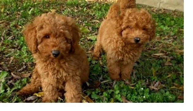 Zuckersüßer Toy und Zwerg Pudel-Welpen