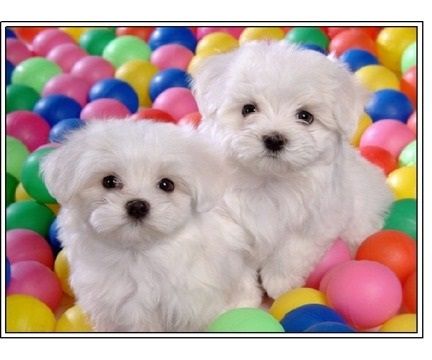 Malteser Welpen