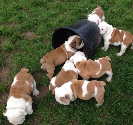 Reinrassig Englisch Bulldogge W