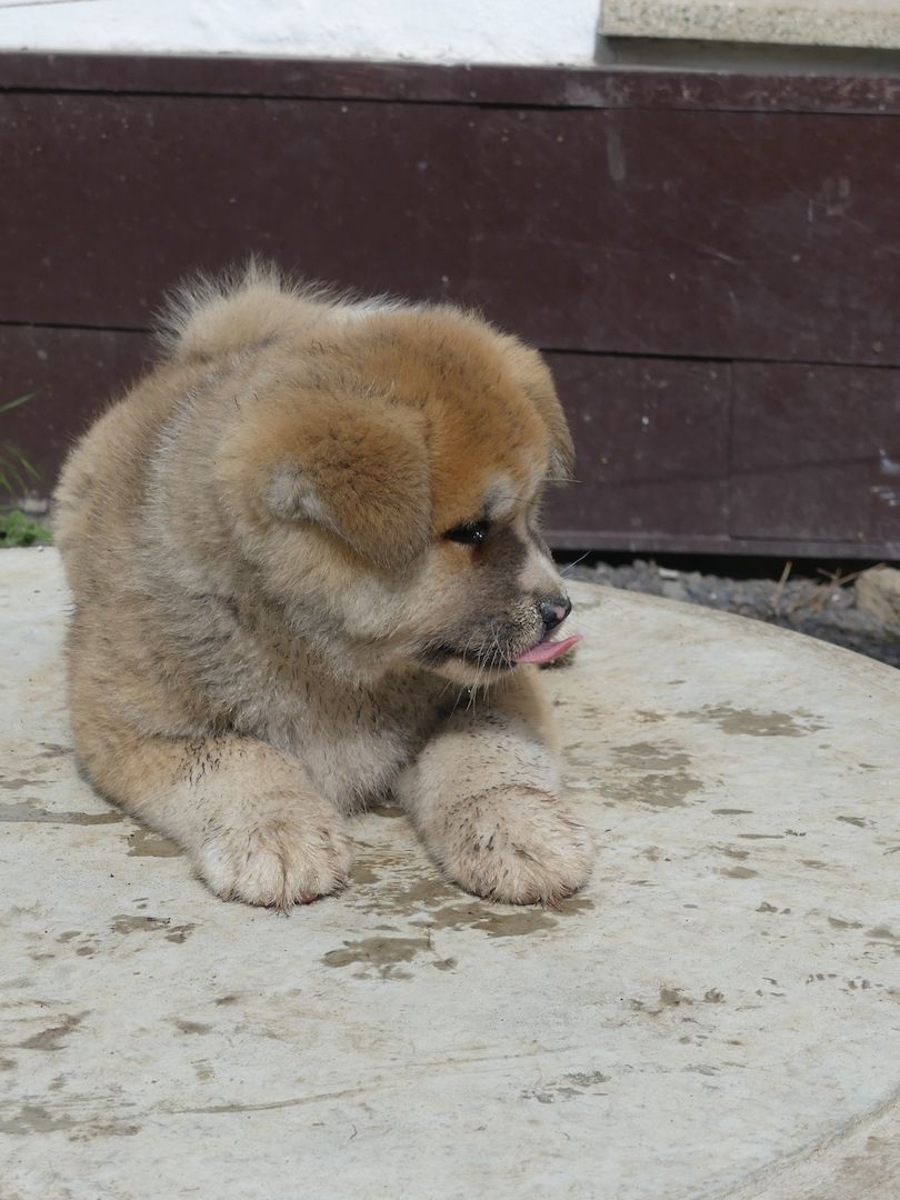 Akita Inu Welpen