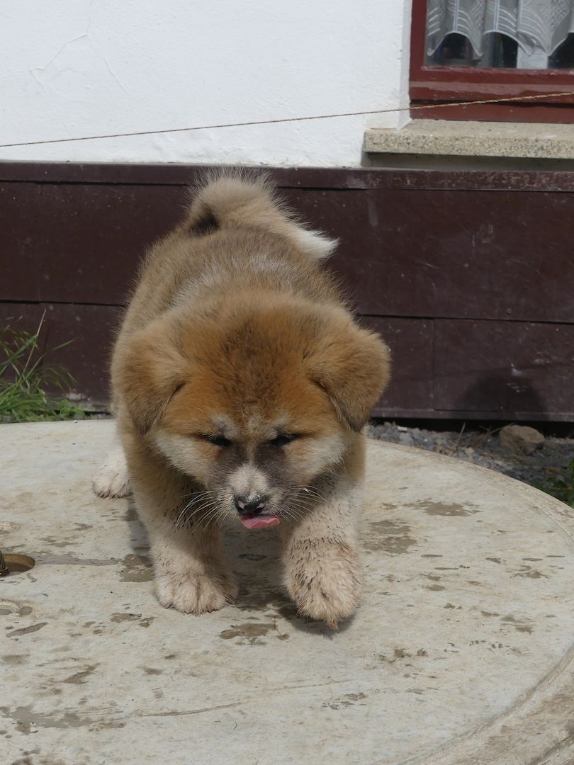 Akita Inu Welpen