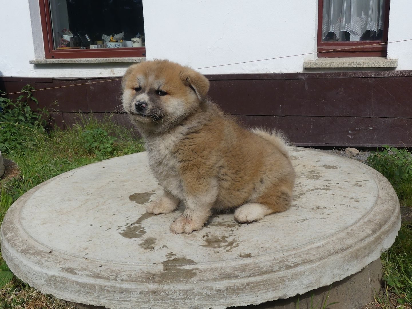 Akita Inu Welpen