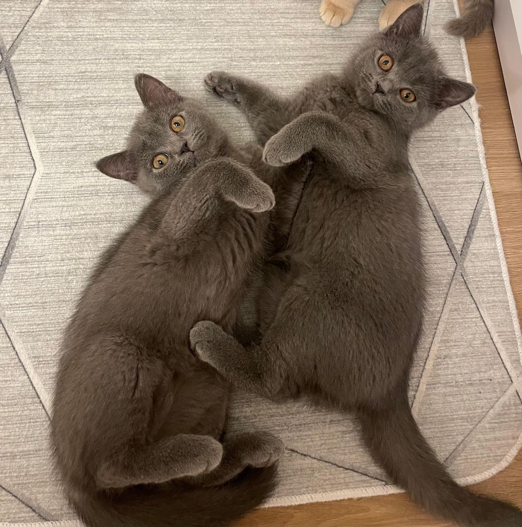 Wundervolle Katzenbabys abzugeben