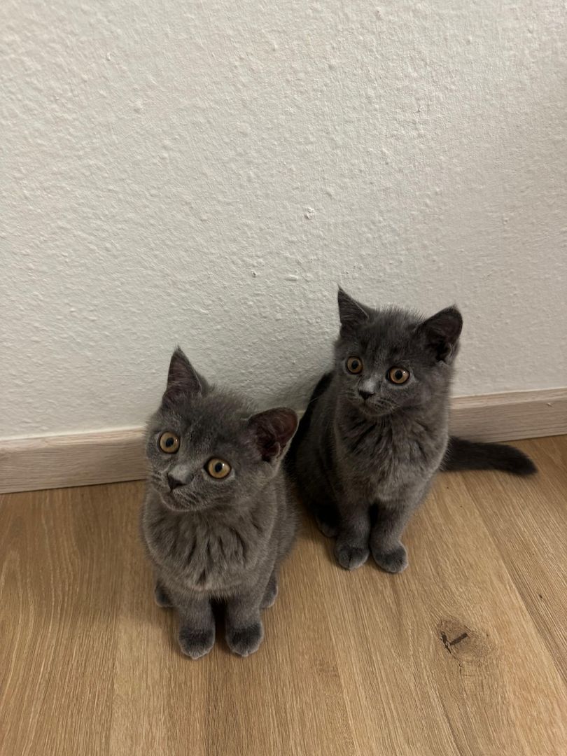 Wundervolle Katzenbabys abzugeben