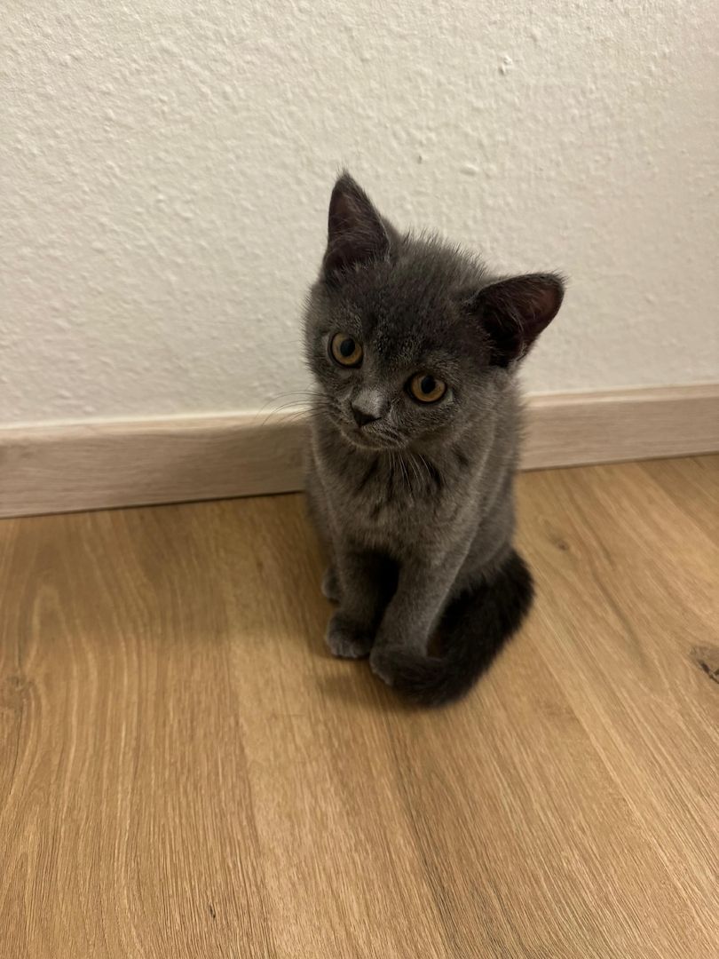 Wundervolle Katzenbabys abzugeben