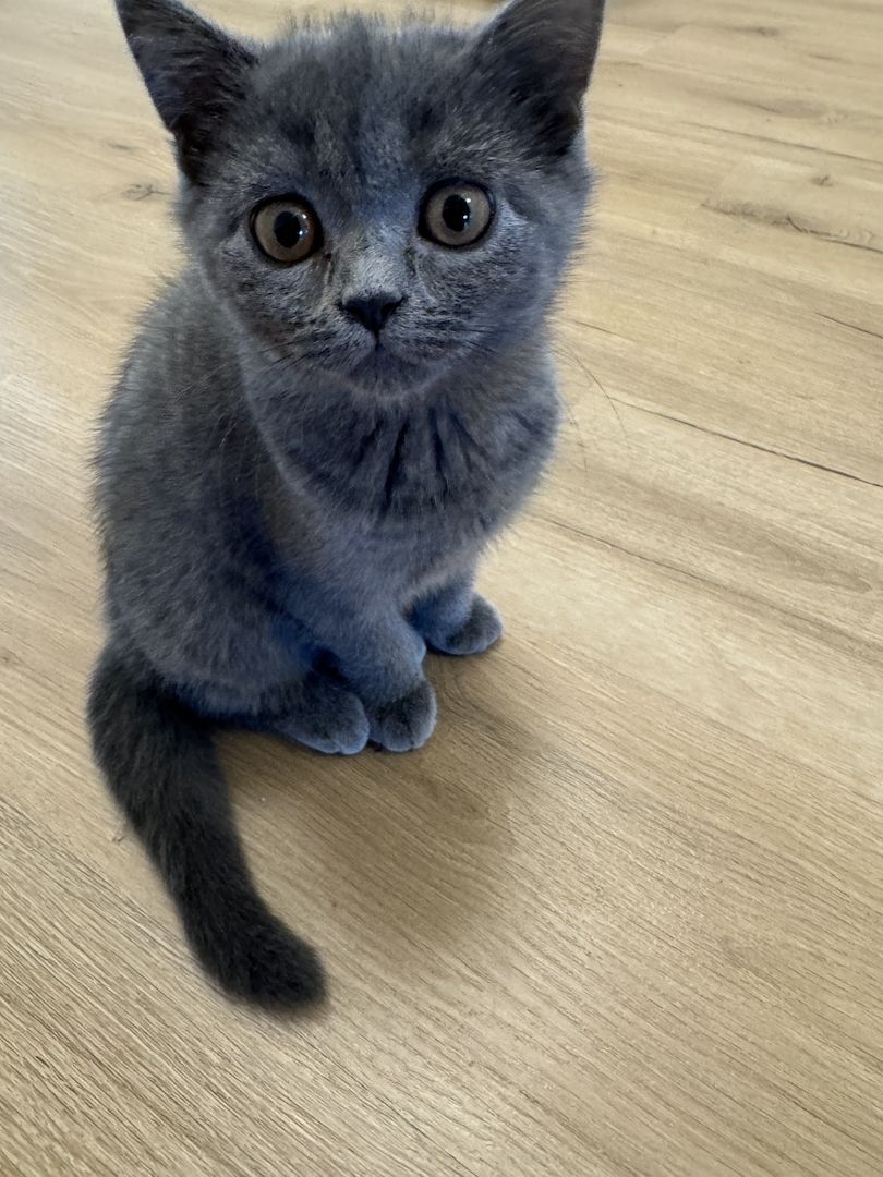 Wundervolle Katzenbabys abzugeben