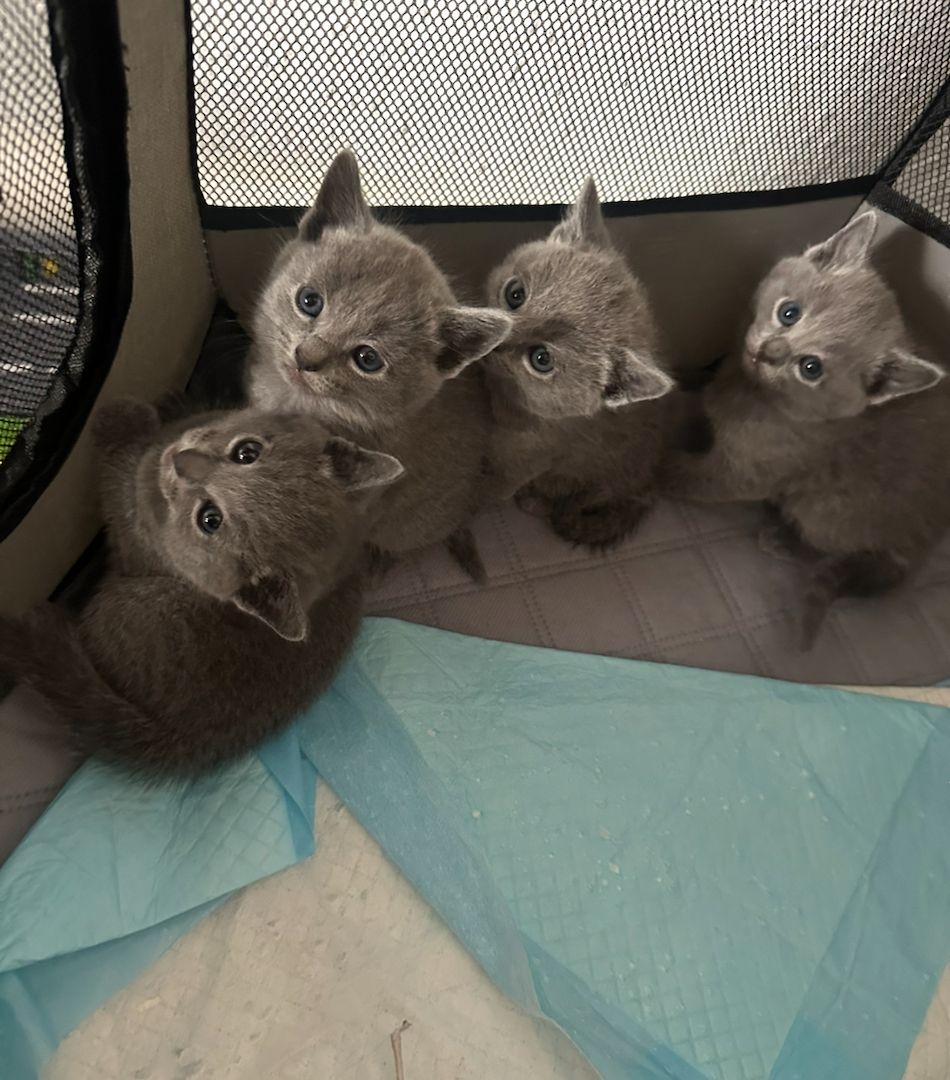 4 reinrassige wunderschöne russisch blau kitten 3x w, 1x m